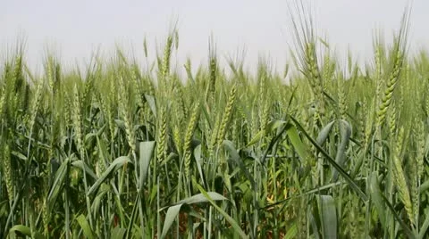 Wheat field Stock Footage 22337500