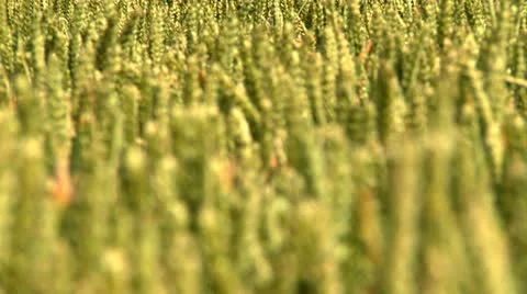 Wheat field Stock Footage 22667422
