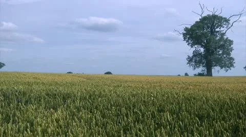 Wheat field Stock Footage 22667464