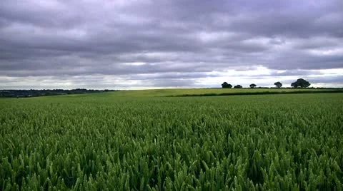 Wheat field Stock Footage 22667476