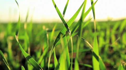 Wheat field Stock Footage 24036650
