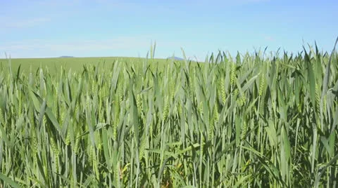 Wheat Field Stock Footage 24657069