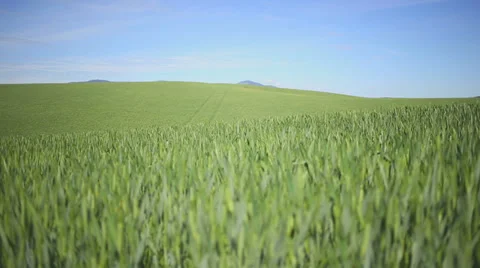 Wheat Field Stock Footage 24657205