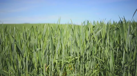Wheat Field Stock Footage 24657311