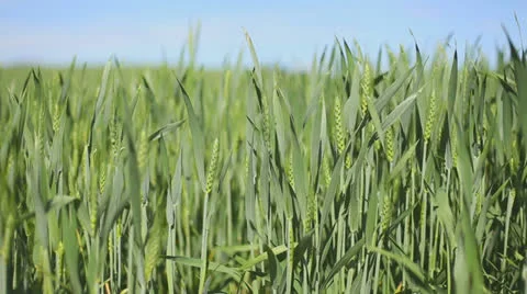 Wheat Field Stock Footage 24657430