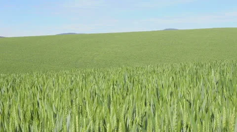 Wheat Field Stock Footage 24657891