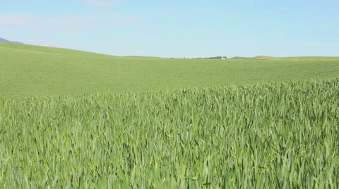 Wheat Field Stock Footage 24657917