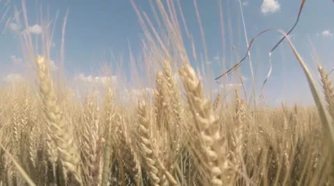 Wheat Field Stock Footage 24803063