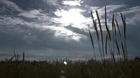 Wheat field Stock Footage 24843765