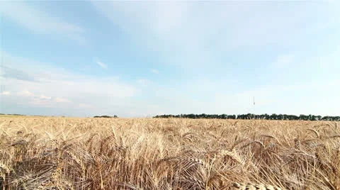 Wheat field Stock Footage 24882271