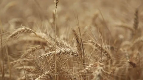 Wheat field Stock Footage 25023765