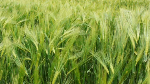 Wheat field Stock Footage 25259246