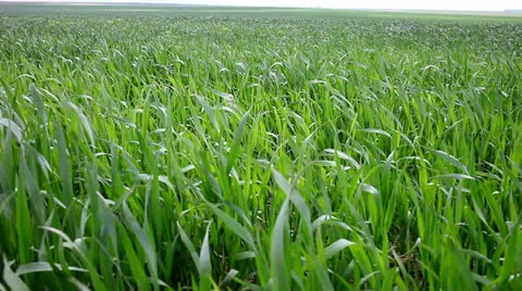 Wheat field Stock Footage 25311713