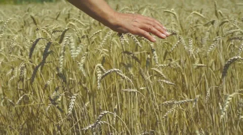 Wheat field 스톡 동영상 25336176