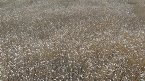 Wheat field 스톡 동영상 25337223