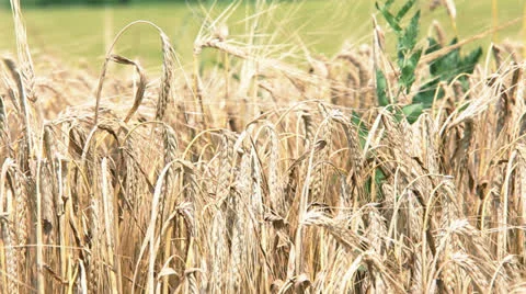 Wheat Field Stock Footage 25494750