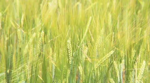 Wheat Field Stock Footage 25495070
