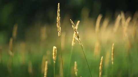 Wheat Field Stock Footage 25531067