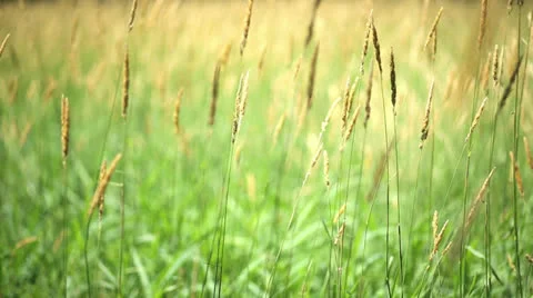 Wheat Field Stock Footage 25531086