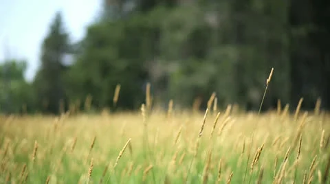 Wheat Field Stock Footage 25531111