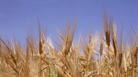 Wheat field Video stock 26145026