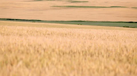 Wheat field Video stock 26146019