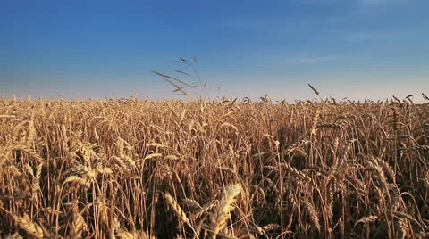 Wheat Field 스톡 동영상 26243735