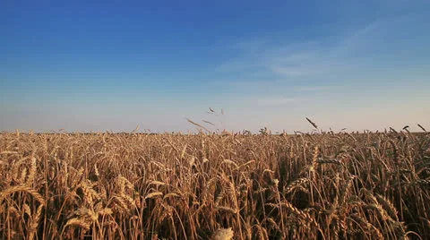 Wheat Field Видео 26243736