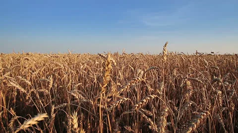 Wheat Field Видео 26243740