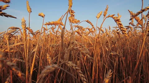 Wheat Field 動画素材 26243791