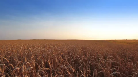 Wheat Field Видео 26243849