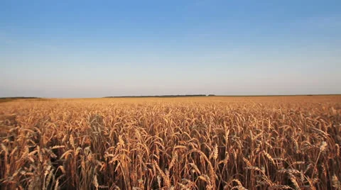 Wheat Field Видео 26243854