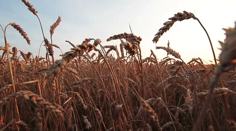 Wheat Field Video stock 26243926