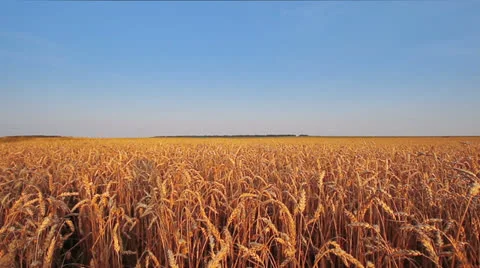 Wheat Field Video stock 26243927
