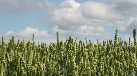  Wheat field. Stockbeeldmateriaal 27264298
