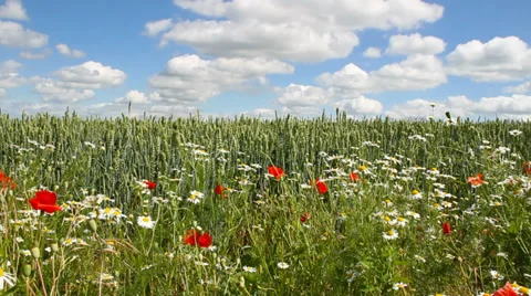  Wheat field. Stockbeeldmateriaal 27264455