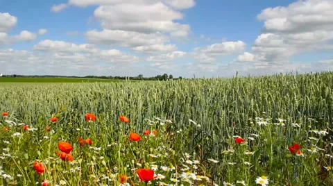  Wheat field. Stockbeeldmateriaal 27264654