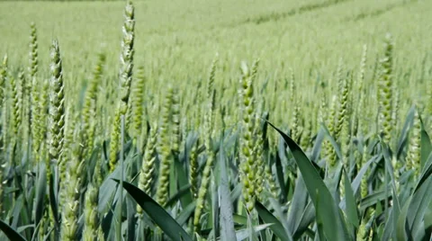  Wheat field. Stockbeeldmateriaal 27265294