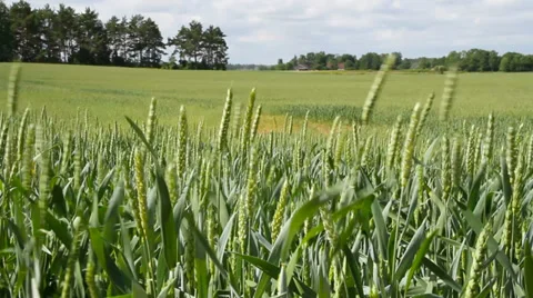  Wheat field. Stockbeeldmateriaal 27265486
