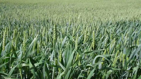  Wheat field. Stockbeeldmateriaal 27265530