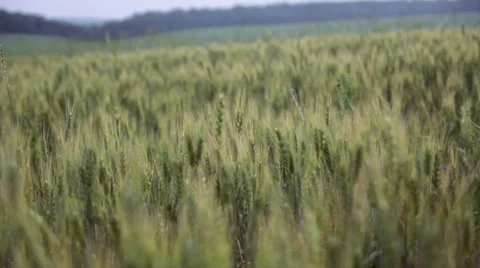 Wheat field Stock-Footage 27900470