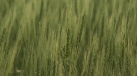 Wheat Field Stock Footage 30313774