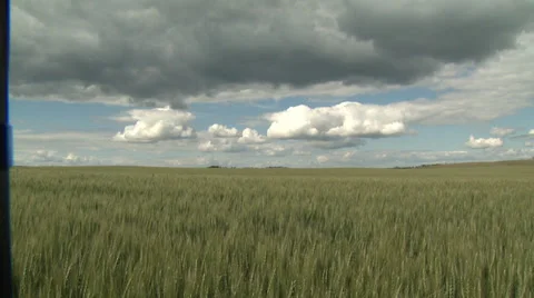 Wheat Field Stock Footage 30314050
