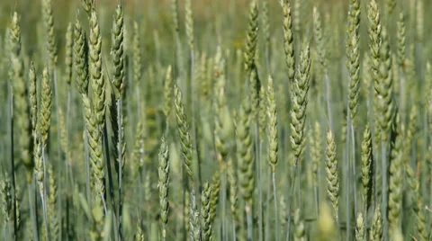 Wheat Field Stock Footage 33381665