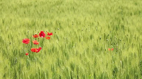 Wheat field Stock-Footage 33421044