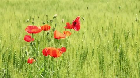Wheat field Stock-Footage 33421860