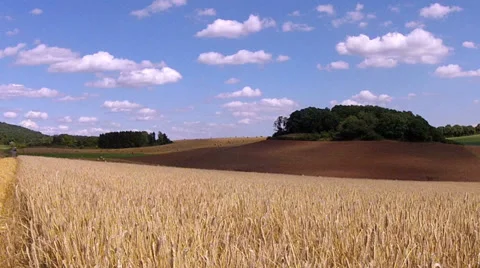 Wheat field. Stock Footage 34442718