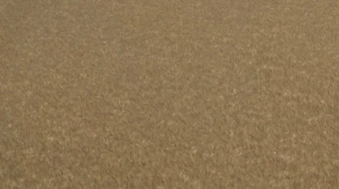 In the Wheat Field Stock Footage 35595856
