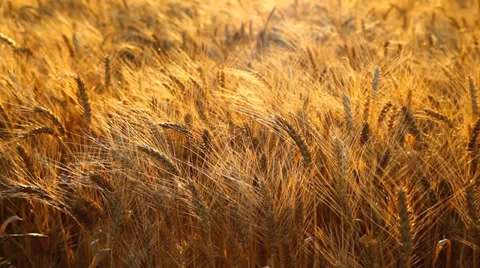 Wheat field Video stock 35803888
