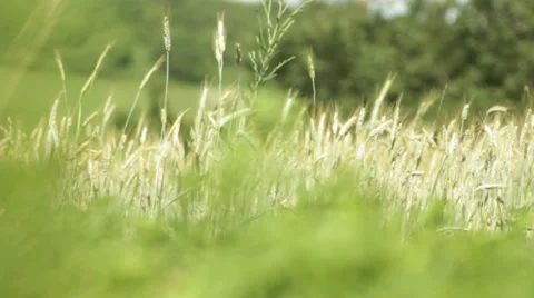 Wheat field. Stock Footage 36718398